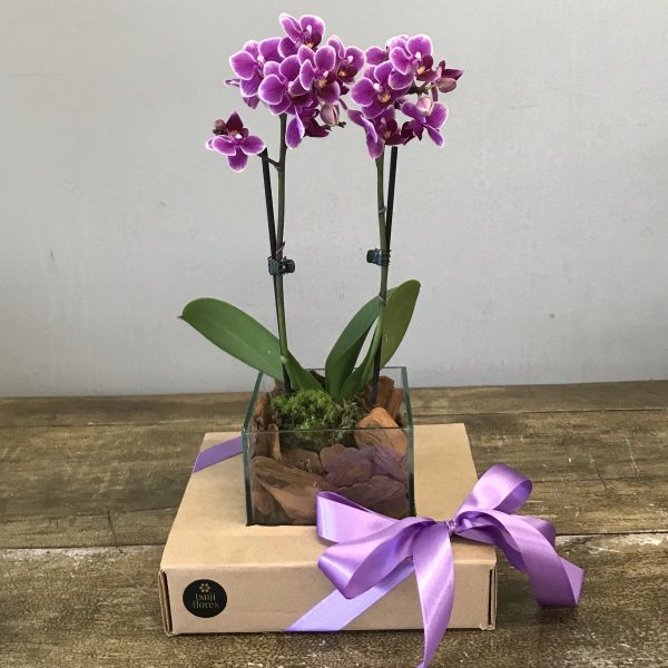 mini orquídea phalaenopsis 2 hastes no cachepô de vidro