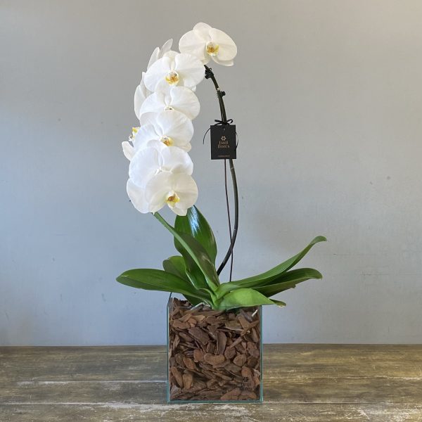 orquídea phalaenopsis cascata branca no cachepot de vidro