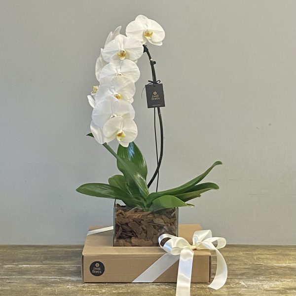 orquídea phalaenopsis cascata branca no cachepot de vidro - Image 2
