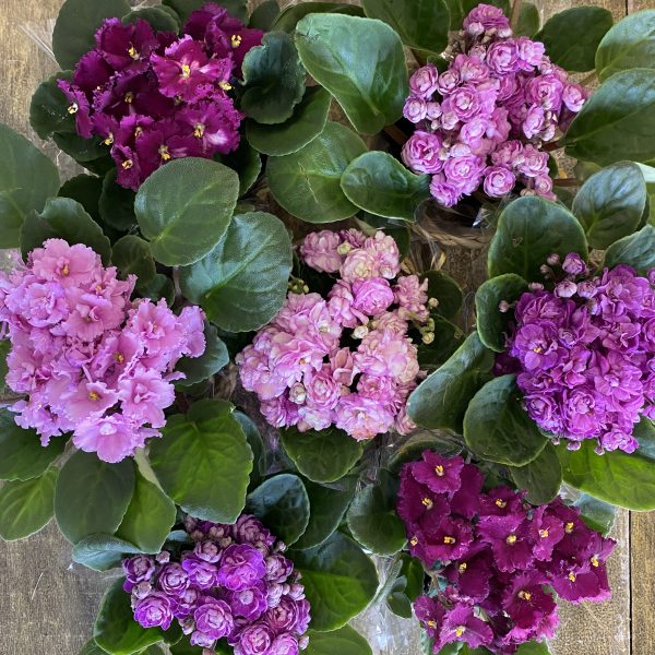 cestinho de violeta - Image 7