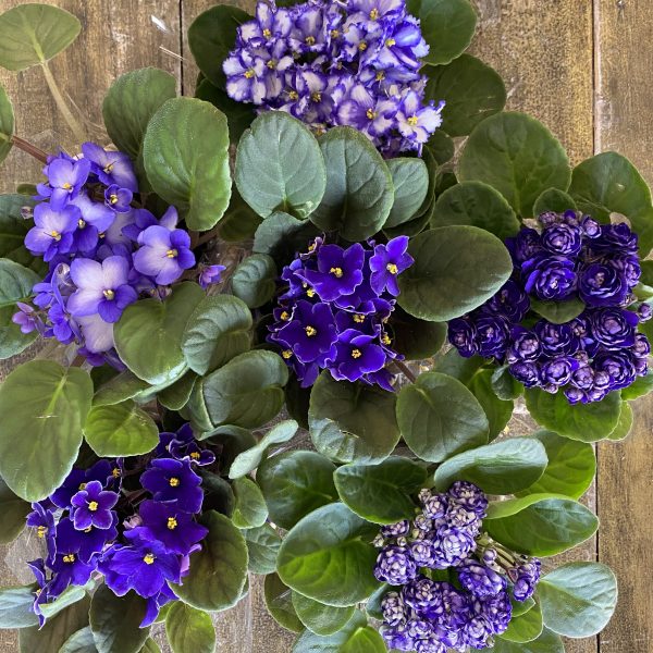 cestinho de violeta - Image 6
