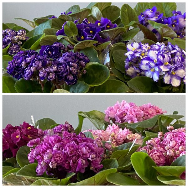 cestinho de violeta - Image 5