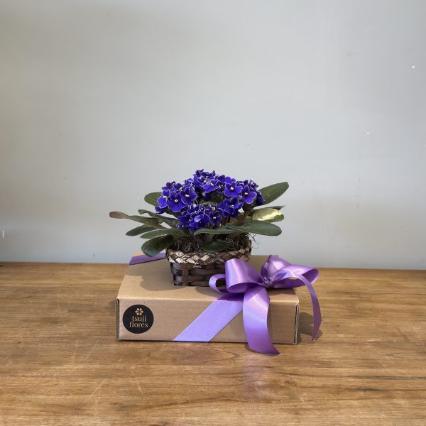 cestinho de violeta - Image 3