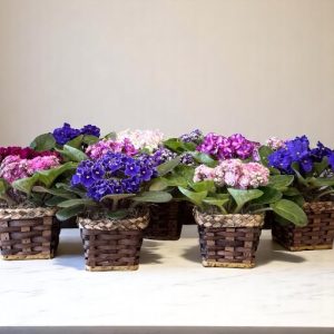 cestinho de violeta