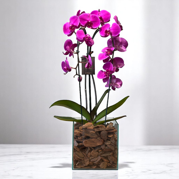 Phalaenopsis cascata duplo pink cachepot box de vidro