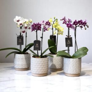 Phalaenopsis MID Vaso de cerâmica