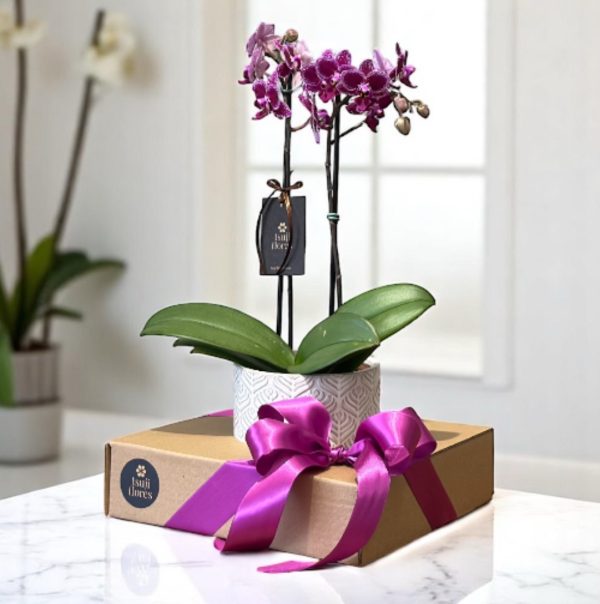 Phalaenopsis MID Vaso de cerâmica - Image 2
