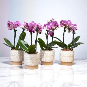 Mini Phalaenopsis Vaso de cerâmica