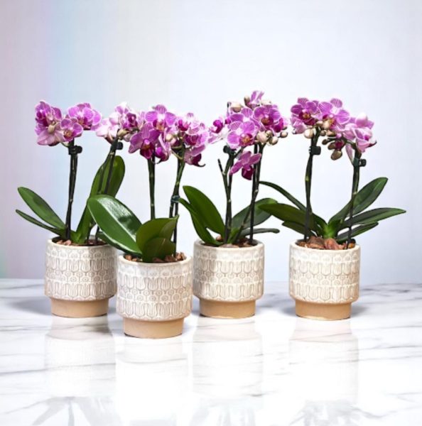 Mini Phalaenopsis Vaso de cerâmica