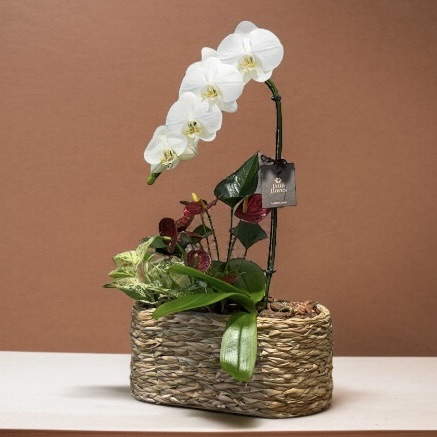 Phalaenopsis cascata br e mix folhagens cesto de taboa