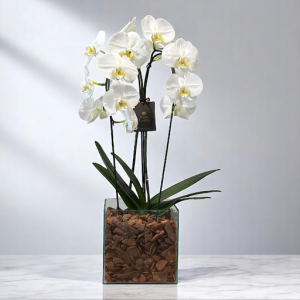 phalaenopsis cascata duplo branca cachepot box de vidro
