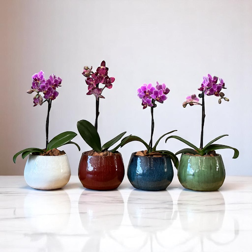 Mini Phalaenopsis cachepot cerâmica color
