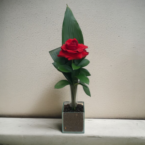 arranjo uno - uma rosa importada