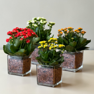 kalandiva no box de vidro