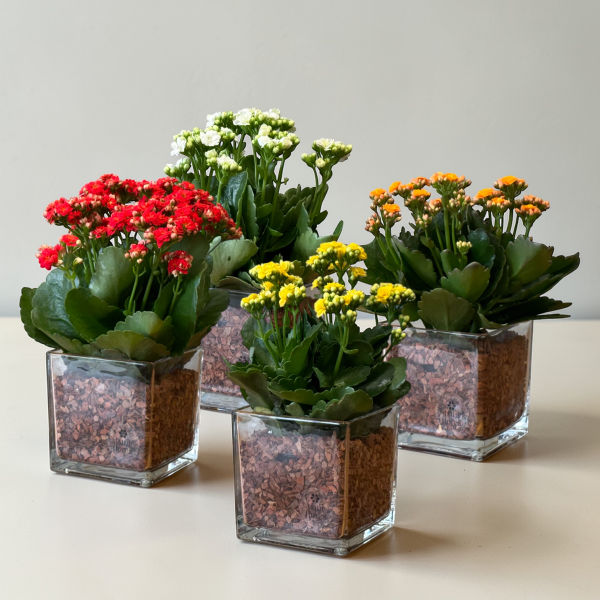 kalandiva no box de vidro