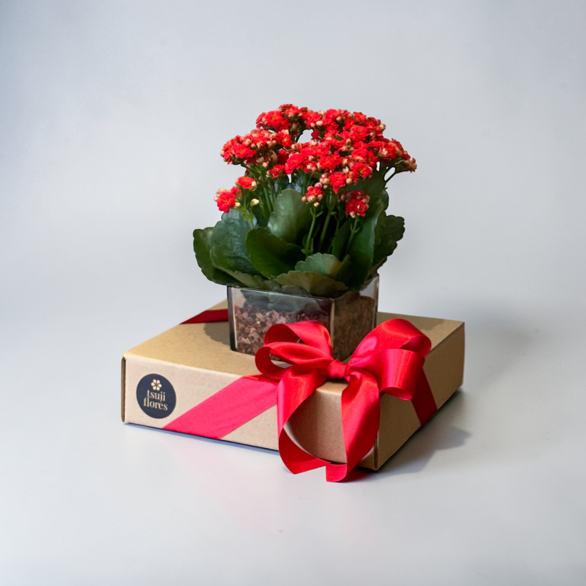 kalandiva no box de vidro - Imagem 2