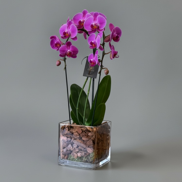 Phalaenopsis cascata duplo pink no box de vidro