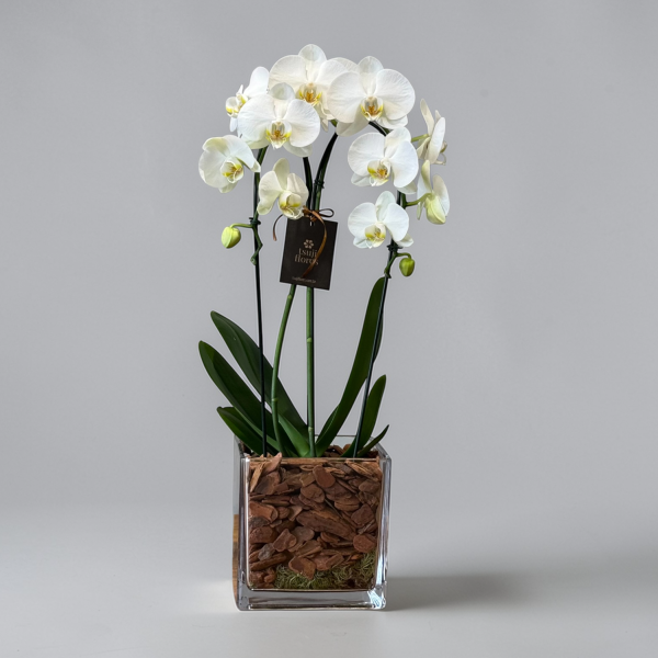 phalaenopsis cascata duplo branca no box de vidro