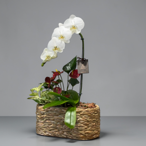 Phalaenopsis cascata br e mix folhagens cesto de taboa