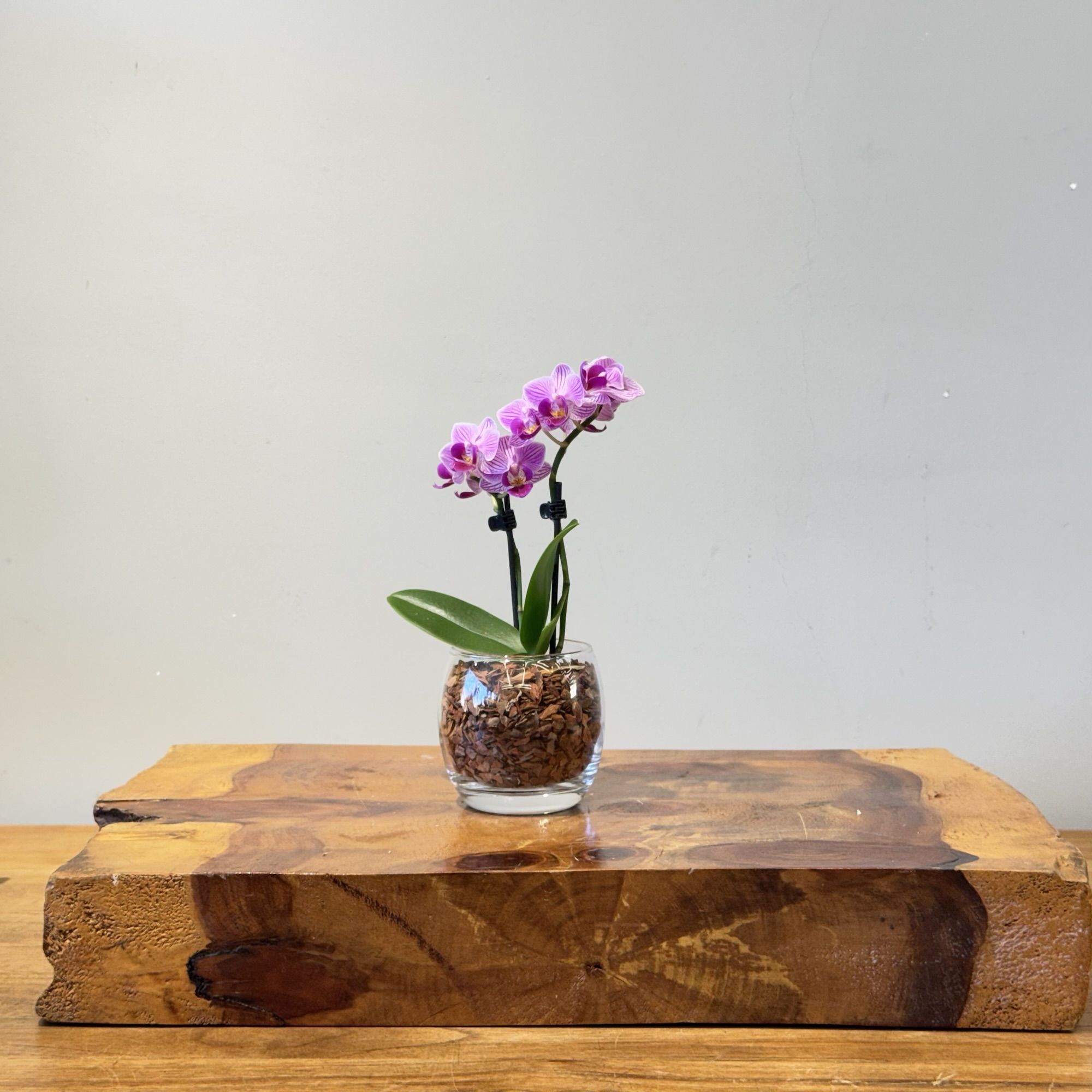 Mini Phalaenopsis Copo de vidro - Imagem 2