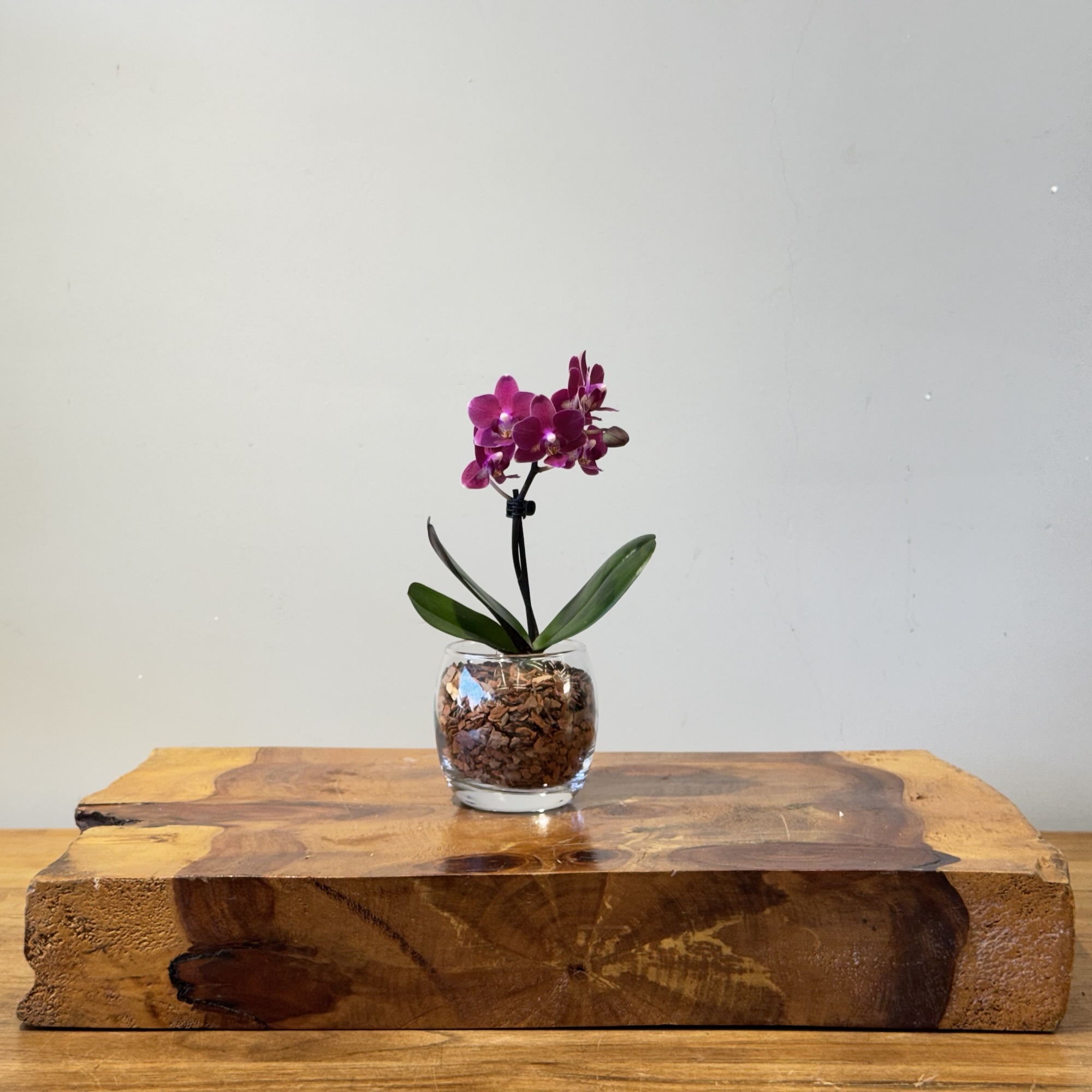 Mini Phalaenopsis Copo de vidro - Imagem 3