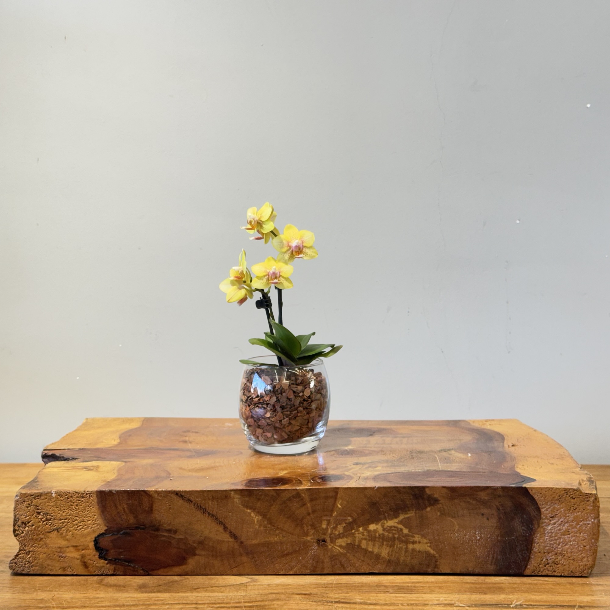 Mini Phalaenopsis Copo de vidro - Imagem 4