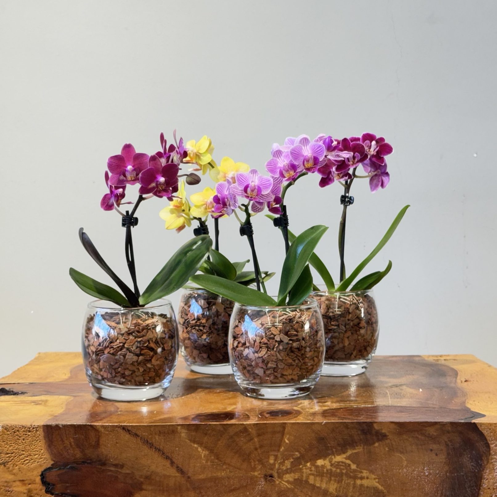 Mini Phalaenopsis Copo de vidro