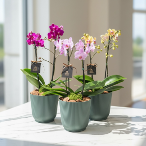 Phalaenopsis Mid 2 hastes - Cachepot Polietileno