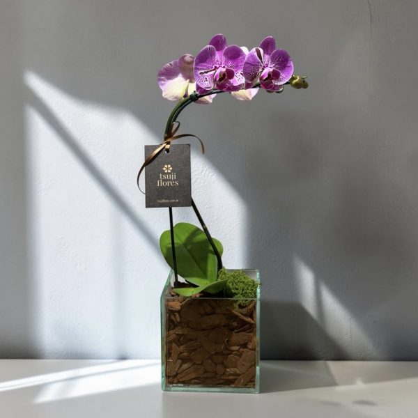 phalaenopsis pink P - 1 haste cachepot box de vidro