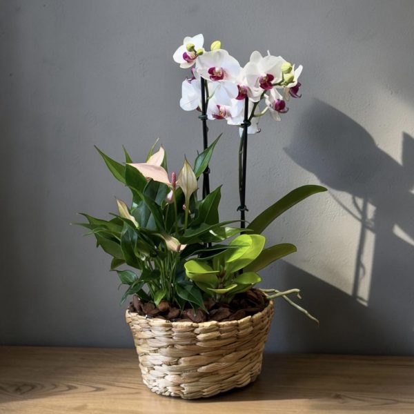 Phalaenopsis mid 2 hastes com mix folhagens cesto de taboa P