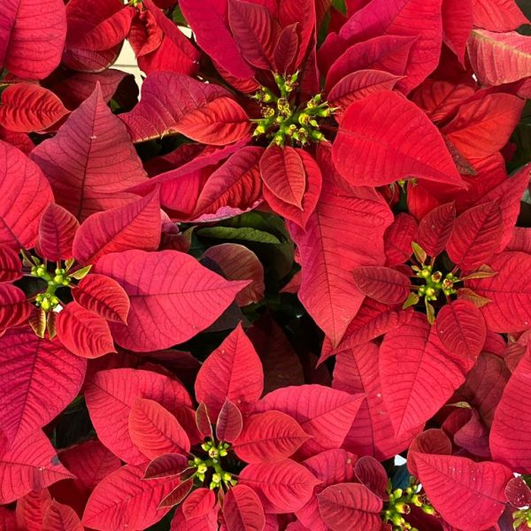 Poinsettia, a flor do Natal